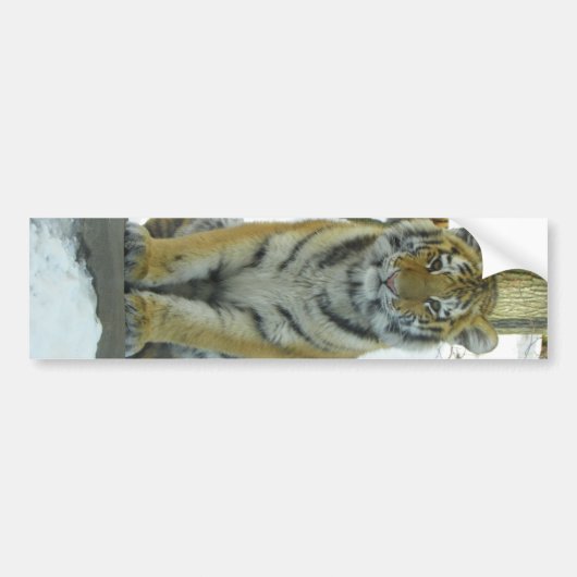 Tiger CUB im Schnee-Porträt Autoaufkleber (Vorne)