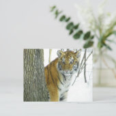Tiger Cub in Schnee pinkeln um Baum Postkarte (Stehend Vorderseite)