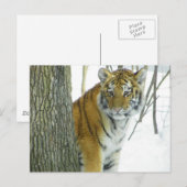 Tiger Cub in Schnee pinkeln um Baum Postkarte (Vorne/Hinten)