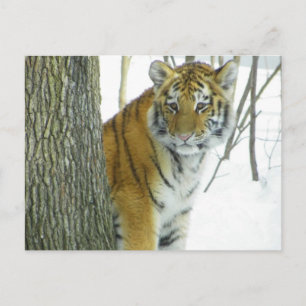 Tiger Cub in Schnee pinkeln um Baum Postkarte
