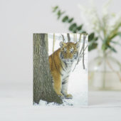Tiger Cub in Schnee pinkeln um Baum Postkarte (Stehend Vorderseite)