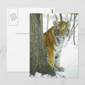 Tiger Cub in Schnee pinkeln um Baum Postkarte (Vorne/Hinten)