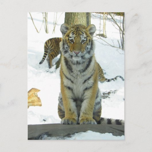 Tiger Cub in Snow Portrait Postkarte (Vorderseite)