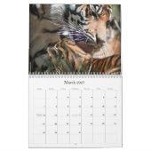 Tiger CUB Kalender (Mär 2027)