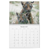 Tiger CUB Kalender (Jan 2027)