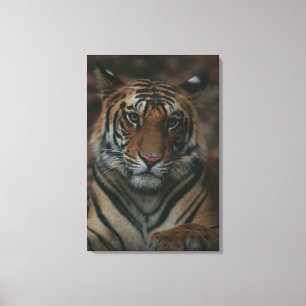 Tiger Cub Leinwanddruck