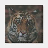 Tiger Cub Magnet (Vorne)