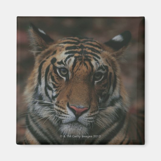 Tiger Cub Magnet (Vorne)