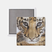 Tiger Cub Magnet (Vorderseite/Rückseite)
