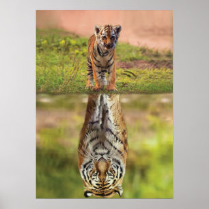 Tiger Cub - Mindset - Reflektion des Wassers - Erf Poster
