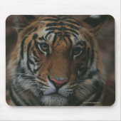 Tiger Cub Mousepad (Vorne)