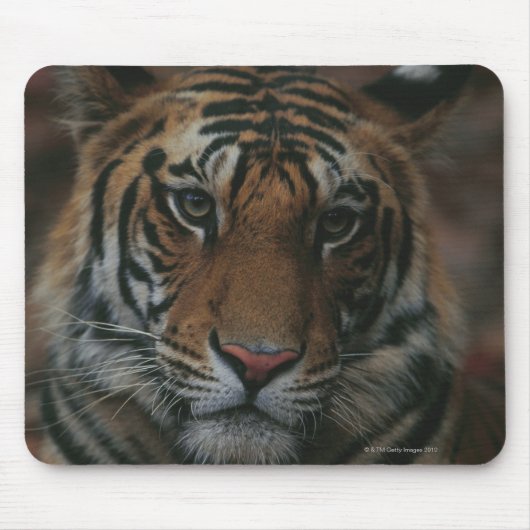 Tiger Cub Mousepad (Vorne)