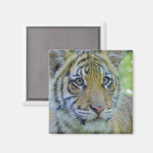 Tiger Cub Nah up Portrait Magnet (Vorderseite/Rückseite)