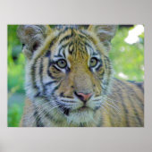 Tiger Cub Nah up Portrait Poster (Vorne)