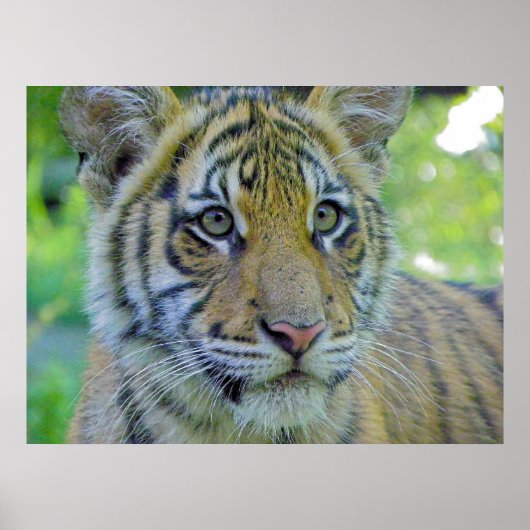 Tiger Cub Nah up Portrait Poster (Vorne)