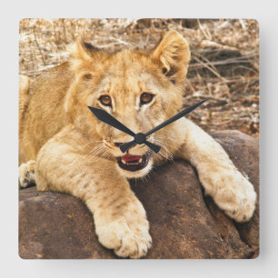 Tiger CUB nimmt Verschnaufpause auf einem Felsen Quadratische Wanduhr