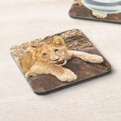 Tiger CUB nimmt Verschnaufpause auf einem Felsen Untersetzer (Linke Seite)