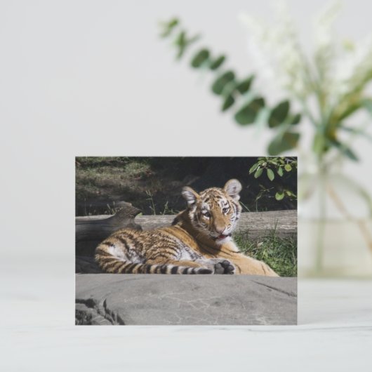 Tiger Cub on Rocks Postkarte (Stehend Vorderseite)