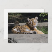 Tiger Cub on Rocks Postkarte (Vorne/Hinten)