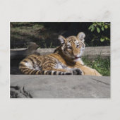 Tiger Cub on Rocks Postkarte (Vorderseite)