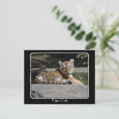Tiger Cub on Rocks with border Postkarte (Stehend Vorderseite)