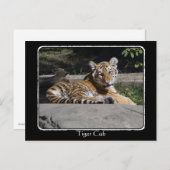 Tiger Cub on Rocks with border Postkarte (Vorne/Hinten)