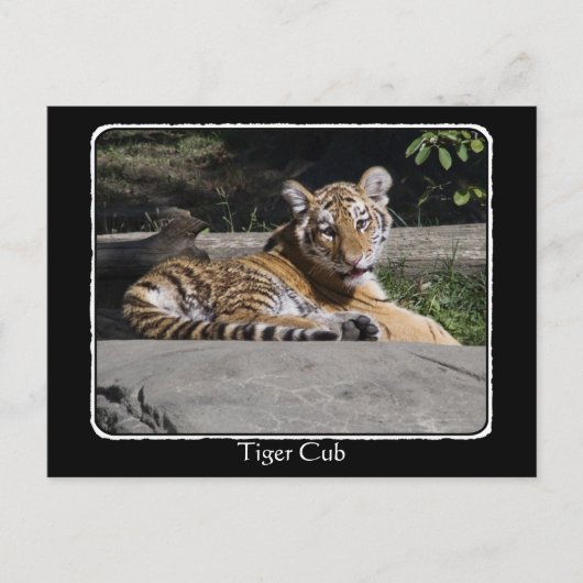 Tiger Cub on Rocks with border Postkarte (Vorderseite)