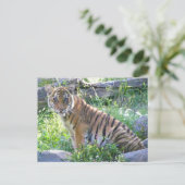 Tiger Cub Portrait 2 Postkarte (Stehend Vorderseite)