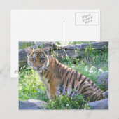 Tiger Cub Portrait 2 Postkarte (Vorne/Hinten)