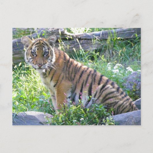 Tiger Cub Portrait 2 Postkarte (Vorderseite)