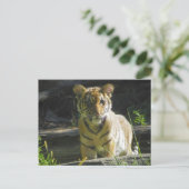 Tiger Cub Portrait 4 Postkarte (Stehend Vorderseite)