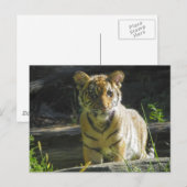 Tiger Cub Portrait 4 Postkarte (Vorne/Hinten)