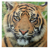 Tiger Cub Portrait Fliese (Vorderseite)