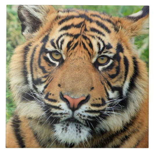Tiger Cub Portrait Fliese (Vorderseite)