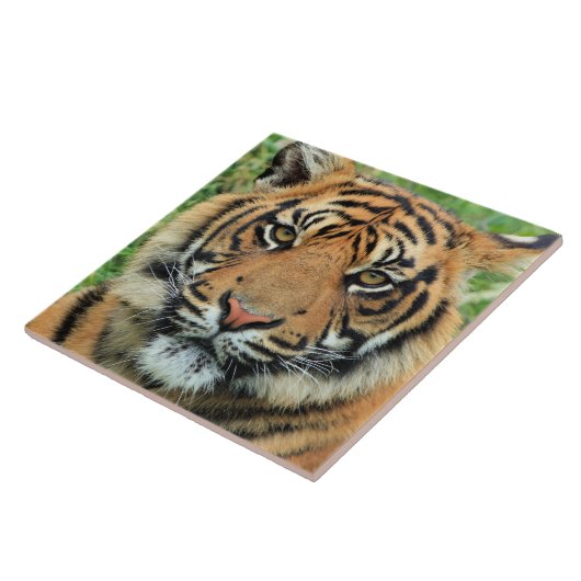 Tiger Cub Portrait Fliese (Seite)