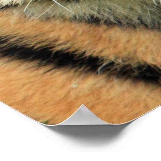 Tiger Cub Portrait Poster (Ecke)