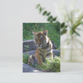 Tiger Cub Portrait Postkarte (Stehend Vorderseite)