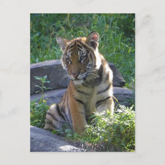 Tiger Cub Portrait Postkarte (Vorderseite)