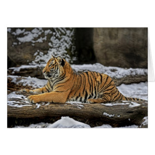 Tiger-CUB-Pose als Sphinx