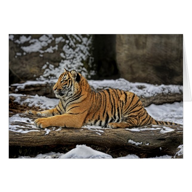 Tiger-CUB-Pose als Sphinx (Vorderseite (Horizontal))
