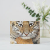 Tiger Cub Postcard Postkarte (Stehend Vorderseite)