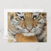 Tiger Cub Postcard Postkarte (Vorne/Hinten)