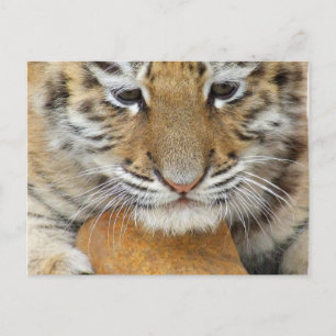 Tiger Cub Postcard Postkarte