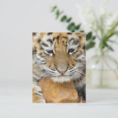 Tiger Cub Postcard Postkarte (Stehend Vorderseite)