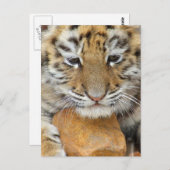Tiger Cub Postcard Postkarte (Vorne/Hinten)
