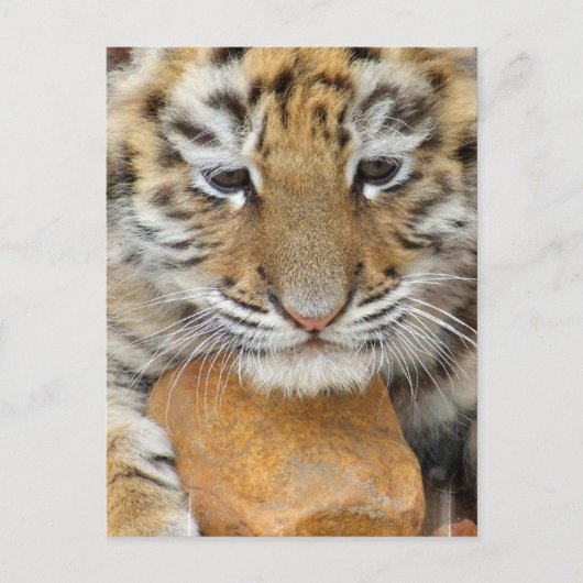 Tiger Cub Postcard Postkarte (Vorderseite)