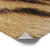 Tiger Cub Poster (Ecke)