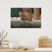 Tiger Cub Poster (Küche)