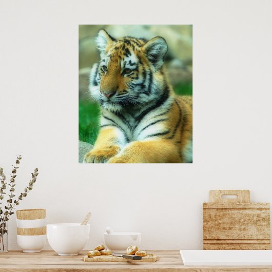 Tiger Cub Poster (Küche)