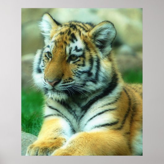 Tiger Cub Poster (Vorne)